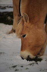 Norwegian Fjord Portrait