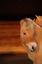 Norwegian Fjord Portrait