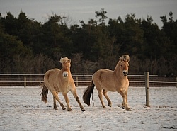 Norwegian Fjord Free Running Horizontal