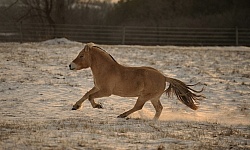 Norwegian Fjord Free Running Horizontal
