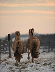 Norwegian Fjord Free Running Vertical
