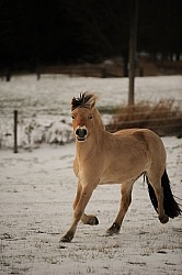 Norwegian Fjord Free Running Vertical