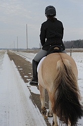 Norwegian Fjord Under Saddle