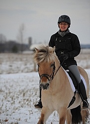 Norwegian Fjord Under Saddle