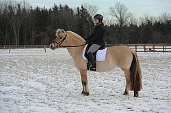 Norwegian Fjord Under Saddle