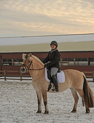 Norwegian Fjord Under Saddle