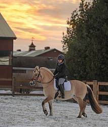 Norwegian Fjord Under Saddle