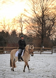 Norwegian Fjord Under Saddle