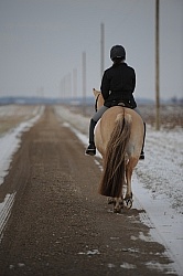 Norwegian Fjord Under Saddle