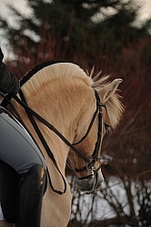 Norwegian Fjord Under Saddle