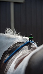 Custom Saddle Fitting