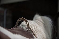 Custom Saddle Fitting