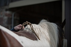 Custom Saddle Fitting