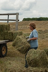 Bringing in Hay