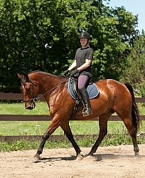 Dressage Schooling