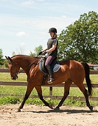 Dressage Schooling