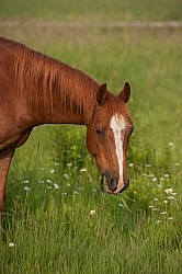 Pasture Summer Grazing in Lush Pasture