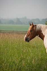 Pasture Summer Grazing in Lush Pasture