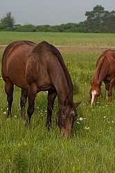 Summer Grazing in Lush Pasture