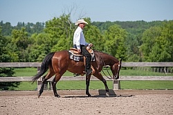 Quarter Horse Showing Western Pleasure