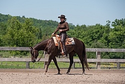 Quarter Horse Showing Western Pleasure