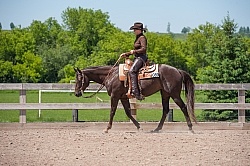 Quarter Horse Showing Western Pleasure
