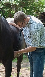 Vet Using Sethoscope