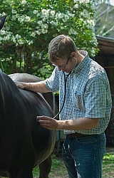 Vet Using Sethoscope