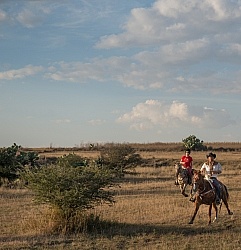 Galloping on the Trail