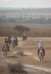 Galloping on the Trail