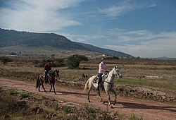 Galloping on the Trail