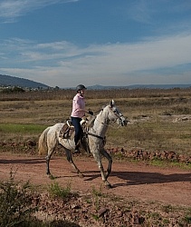 Galloping on the Trail