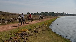 Galloping on the Trail