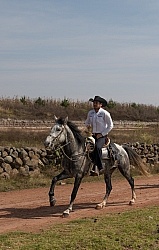Galloping on the Trail