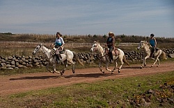 Galloping on the Trail