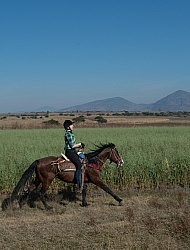 Galloping on the Trail