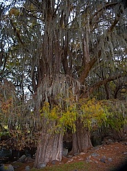 Lunch by the Cascading River