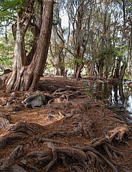 Lunch by the Cascading River