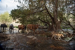Lunch by the Cascading River