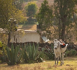 Rural Mexico