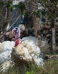 Floral gardens and Turkeys on Trail