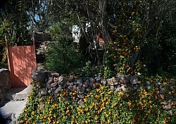 Floral gardens and Turkeys on Trail