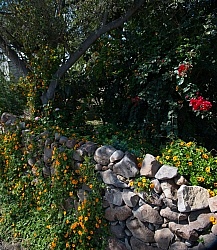 Floral gardens and Turkeys on Trail