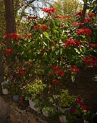 Floral gardens and Turkeys on Trail