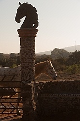The Horses at Rancho las Cascadas