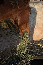 The Horses at Rancho las Cascadas