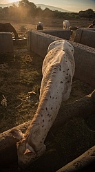The Horses at Rancho las Cascadas