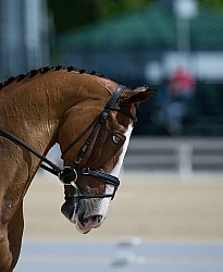 Boyd Martin and Otis Barbotiere Rolex 2012 Bit in Action