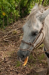 Alis Horse eating Cantaloupe on the Trail