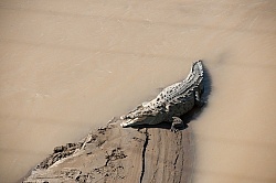 Crocodiles on the Tarcoles River